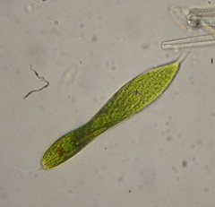 Lepocinclis fusca
