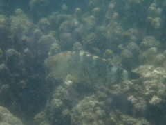 Cheilinus trilobatus