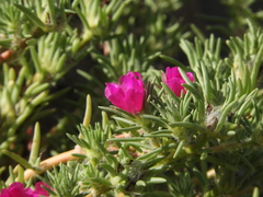 Portulaca grandiflora