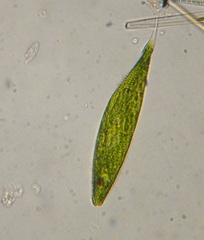 Lepocinclis fusca