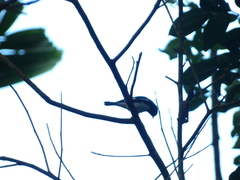 Setophaga caerulescens