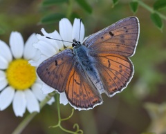 Lycaena alciphron