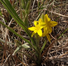 Hypoxis acuminata
