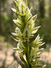 Prasophyllum brownii