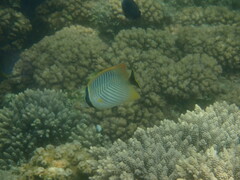 Chaetodon trifascialis