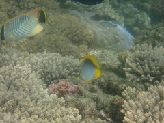 Chaetodon melannotus