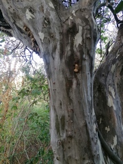 Libidibia sclerocarpa