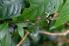 Odontonema