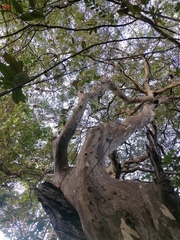 Libidibia sclerocarpa