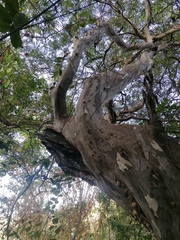 Libidibia sclerocarpa