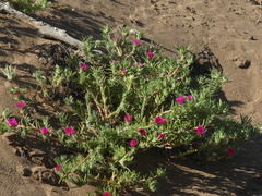 Portulaca grandiflora