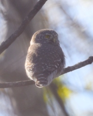 Glaucidium passerinum