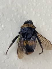 Bombus terrestris audax