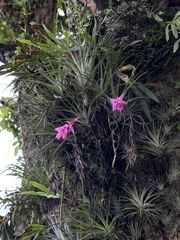 Tillandsia stricta