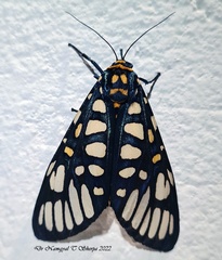 Aglaomorpha plagiata