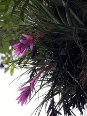 Tillandsia stricta