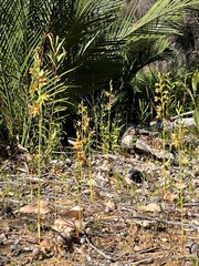 Thelymitra fuscolutea