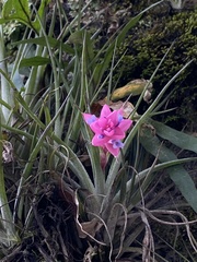 Tillandsia stricta
