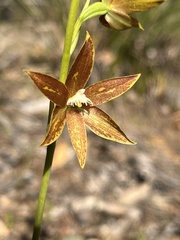 Thelymitra fuscolutea