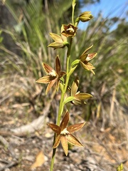 Thelymitra fuscolutea