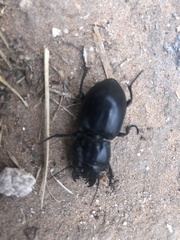 Pasimachus californicus