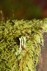 Cladonia carneola