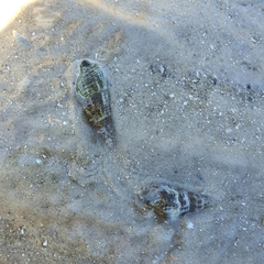 Batillaria australis