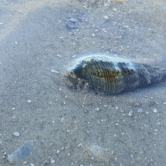 Batillaria australis