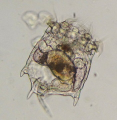 Plationus patulus