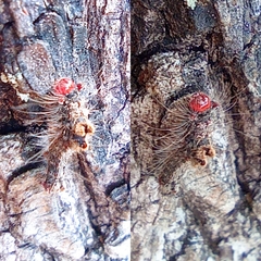 Lymantriinae