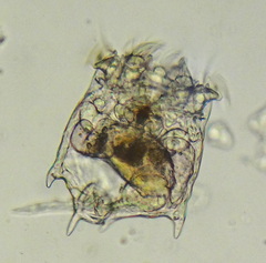 Plationus patulus