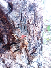 Lymantriinae