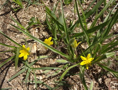 Hypoxis argentea