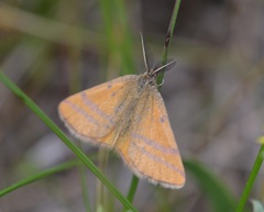 Lythria cruentaria
