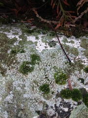 Physcia caesia