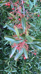 Magnoliopsida
