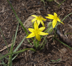 Hypoxis argentea