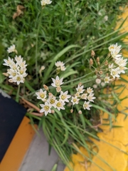 Nothoscordum