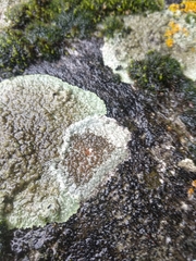 Lecanora campestris