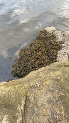 Fucus distichus