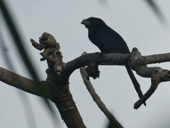 Crotophaga sulcirostris