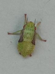 Gyponini