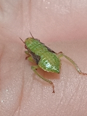 Gyponini