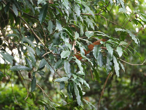 Chengiodendron matsumuranum, photograph 6