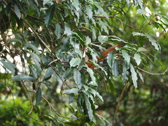 Osmanthus matsumuranus