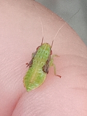 Gyponini