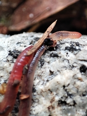Lumbricus