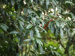 Osmanthus matsumuranus