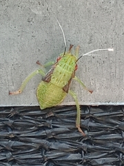 Gyponini