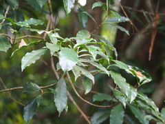 Osmanthus matsumuranus